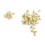 Seeberger Mild Pine Nuts 50g